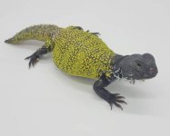 moroccan uromastyx mom.jpg