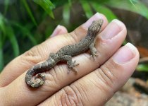 Stock Photo - Mourning Gecko.jpg