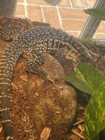 Tegu1.jpg