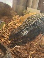 Tegu4.jpg