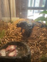 Tegu2.jpg