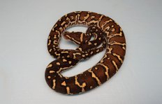 2022 neonate c.jpg