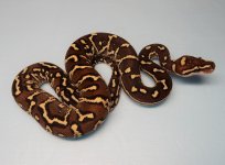 2022 neonate a.jpg