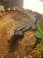 Tegu3.jpg