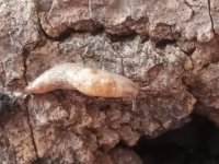 gardenslugs.jpg