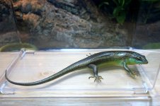 oliveskink (1).jpg