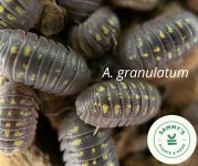 granulatum-post.jpg