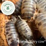 laevis-dairy cow-post.jpg