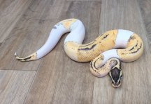 tcufvh.jpg