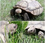 tort.jpg