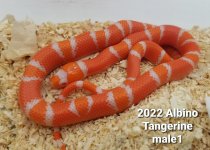 AlbinoTangMale1.jpg