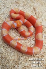 AlbinoTriF1.jpg