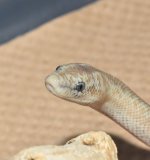 DSC_0216.jpg