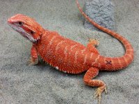 Hypo Het Trans Female #X-BK, 14in, $350 - Copy.jpg