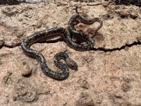 O. fitzingeri, 2021 Male - 1.jpg