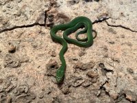 2022 Hatchling, Male-1.jpg