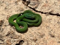 2022 Hatchling, Female-1.jpg