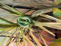 Green Bush Little Male Basking, 9-2021.jpg