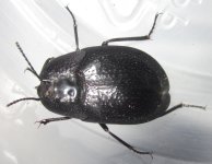 E.muricatum#1.jpg