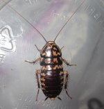 NeostylopygarhombifoliaAF#5.jpg
