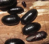 Perisphaeruspunctatus#3.jpg