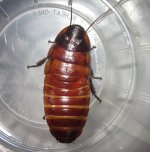 G.portentosaMahoganyFemale#9.jpg