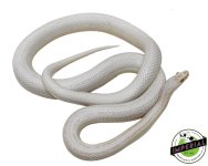snow-adult-corn-snake-for-sale.jpg