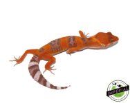tangerine-tremper-leopard-geckos-for-sale_6136221e-d45a-4f4f-b7b1-3cd8e2da5d83.jpg