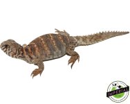 captive-bred-ornate-uromastyx.jpg