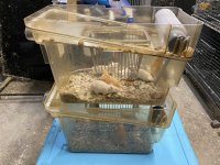 mouse bin 4.jpg