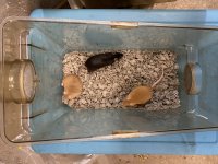mouse bin.jpg