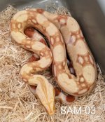 SAM-03a.jpg