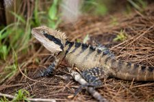 australian-water-dragon (1).jpg