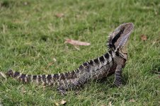 australian-water-dragon-in-the-grass.jpg
