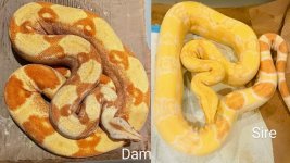 Zangari Boa Pairing.jpg