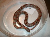 leonis female older breeder 3 ft Pic 1.JPG