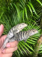 Smurfy x xena 2020 hatchling.jpg