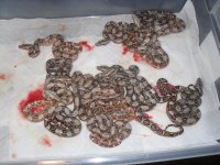 hypo pastel babies 3-20-11 002.JPG