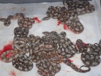 hypo pastel babies 3-20-11 003.JPG