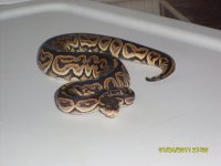 black pastel 1.jpg