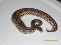 black pastel2.jpg
