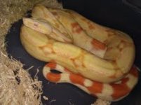 coral male albino 09.jpg