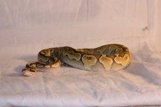 IMG_5195.jpg
