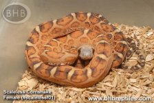 scalelessf01.jpg
