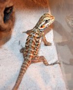 dragon 003.jpg