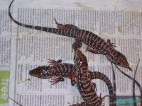 tegu baby.jpg