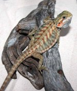 dragon 001.jpg