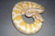 resized male ball 5211.JPG