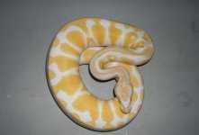 resized male ball 2 5211.JPG