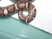 kink tails 004.jpg